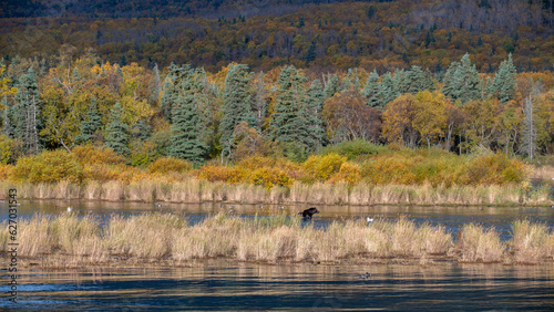 Grizzly bear, Brooks Camp, Katmai National Park, Alaska

 photo