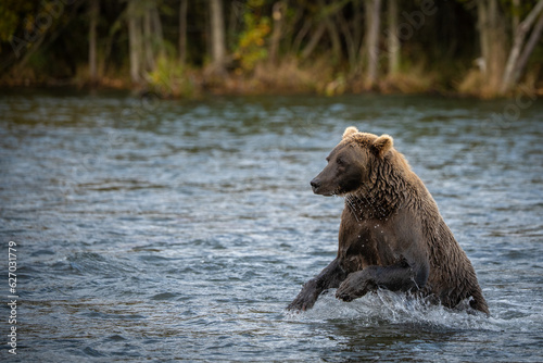 Wallpaper Mural Grizzly bear, Brooks Camp, Katmai National Park, Alaska

 Torontodigital.ca