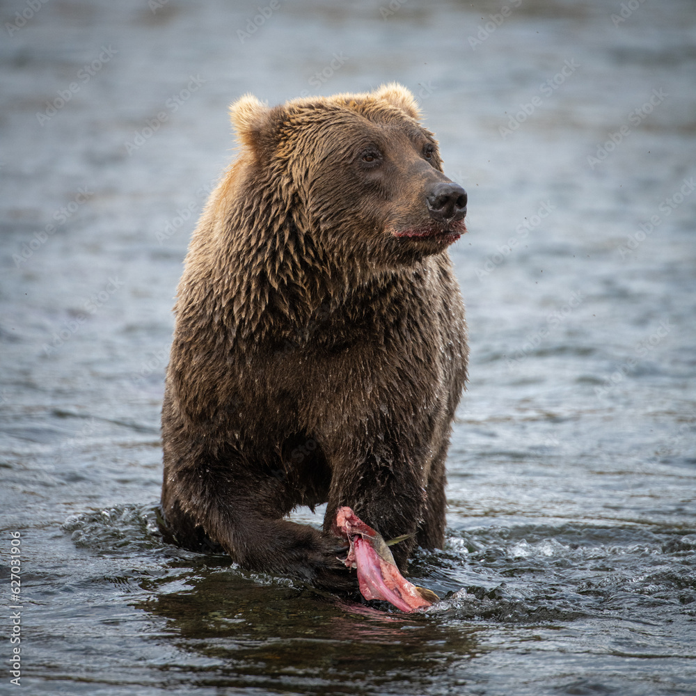 Grizzly bear, Brooks Camp, Katmai National Park, Alaska
Grizzly bear, Brooks Camp, Katmai National Park, Alaska