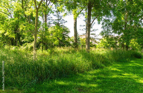 Unmowed high green grass in front of the entrance to the park