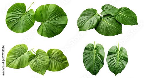 Fresh organic green leaf set transparent png background. leaves png bundle