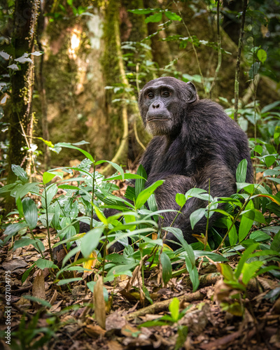 Chimpanzee, Kibale National Park, Uganda  © Sebastien Burel