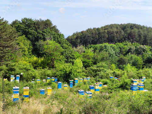 bee apiary on a sunny day in the forest