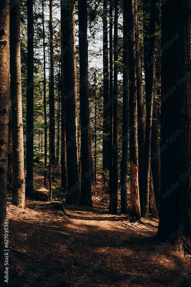 Obraz premium Carpathian Mountains