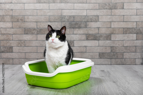 The cat is sitting in a litter box on the floor in a room with gray brick walls. Toilet for pets. Animal care. Cat tray. The cat is in the toilet. Place for text.Copy space.