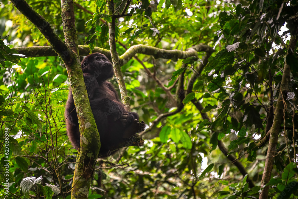 Fototapeta premium Gorilla, Bwindi Impenetrable forest national park, Uganda 