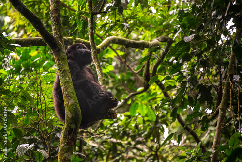 Gorilla  Bwindi Impenetrable forest national park  Uganda 