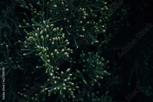 A close up of Mediterranean Cypress branches