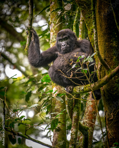 Gorilla, Bwindi Impenetrable forest national park, Uganda  © Sebastien Burel
