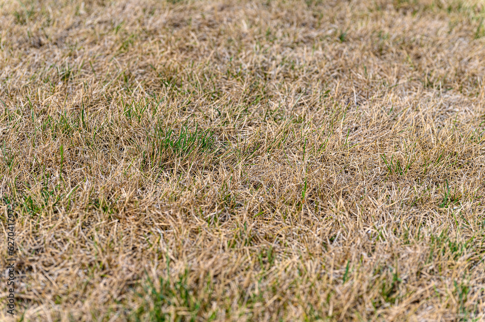 Patchy grass, lawn in bad condition and need maintenance. Patchy grass, lawn in bad condition and need maintenance.