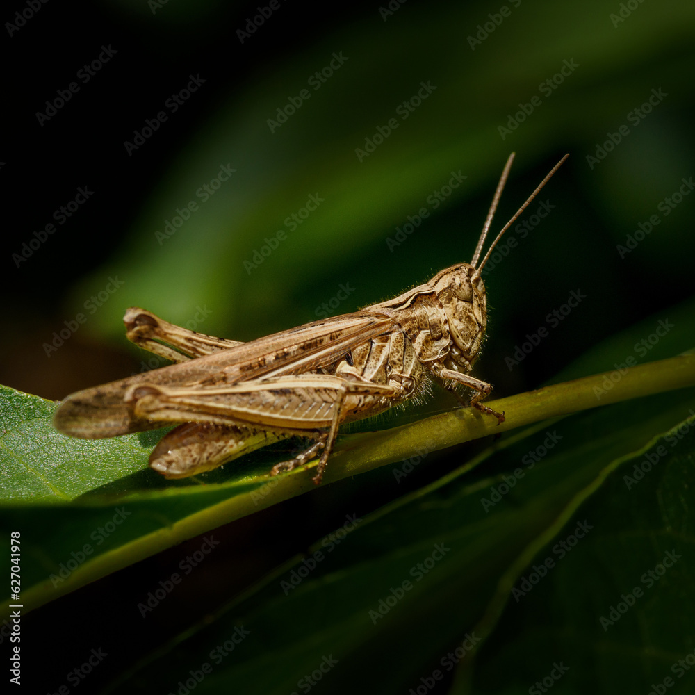 Saltamontes, Chorthippus brunneus Saltamontes, Chorthippus brunneus