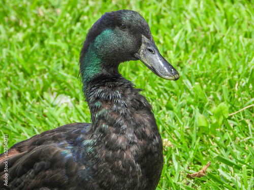 Cayuga Duck