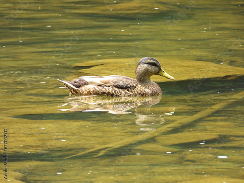 Mallard Duck in river