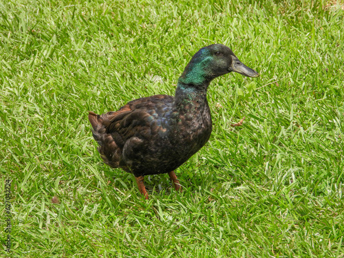 Cayuga Duck