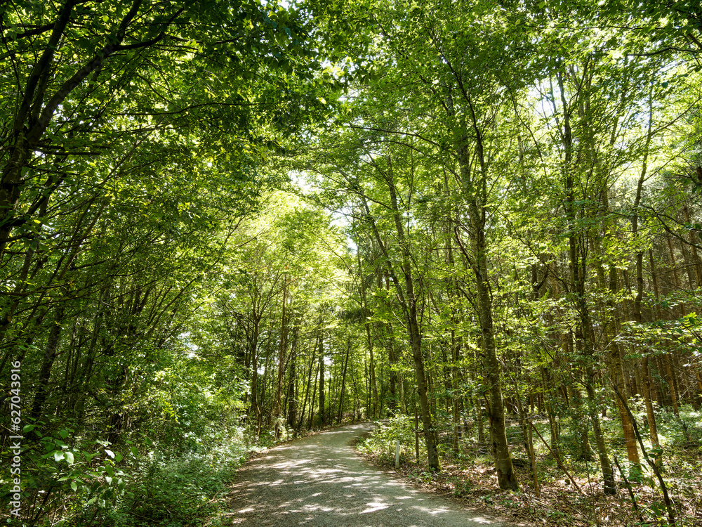 Obraz premium Bernloch Wald. Bondorf im Korngäu. Landkreis Böblingen am Rande des Schwarzwaldes. Erholungseffekt und Naturbegehung. Mischwald mit Laub- und Nadelbäumen - Reutiner Brunnlesweg