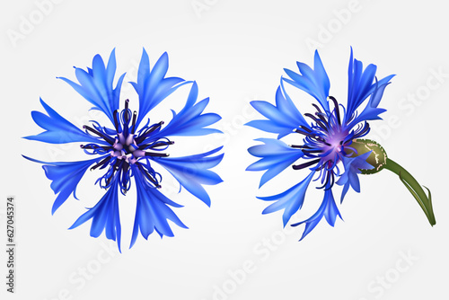 Set with beautiful realistic blue cornflowers on white background. Top and side view. Vector illustration