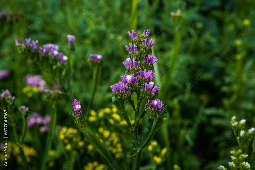 Purple and yellow statice flowers growing in an outdoor garden space. Purple and yellow statice flowers growing in an outdoor garden space.