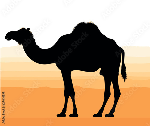 Camel and walking in sunset view vector, silhouette of a camel Caravan with camel in the desert on Mountains, vector Illustration