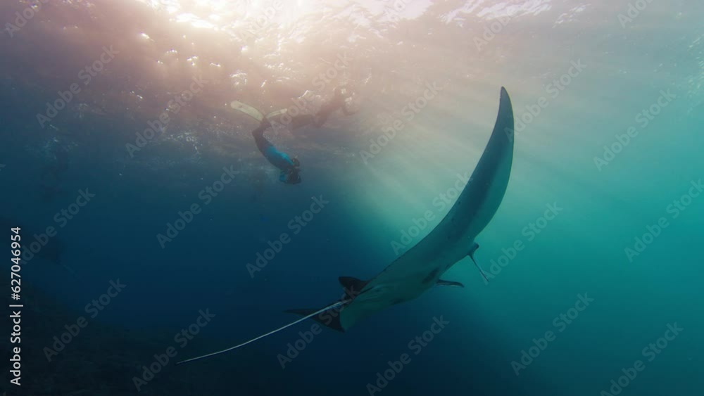 Giant oceanic manta ray or Mobula birostris slowly swims underwater next to the camera