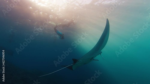 Giant oceanic manta ray or Mobula birostris slowly swims underwater next to the camera photo