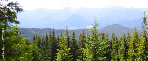 Mountain landscape with a forest in the foreground and snow peaks in the background. The foreground consists of a dense coniferous forest with tall trees.