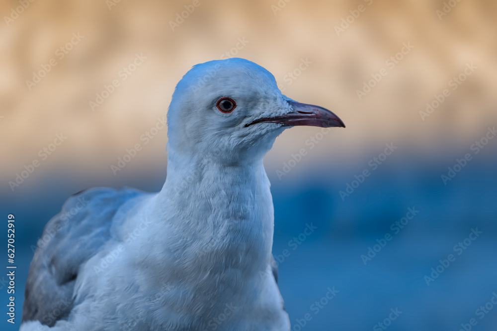 Close up head shot of Colloquially seagulls looking at the camera with one eye on a Cape Town beach Close up head shot of Colloquially seagulls looking at the camera with one eye on a Cape Town beach