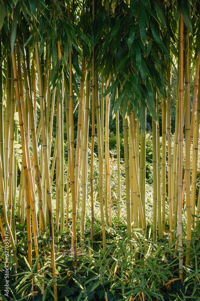 Fototapeta premium green bamboo tree in a garden