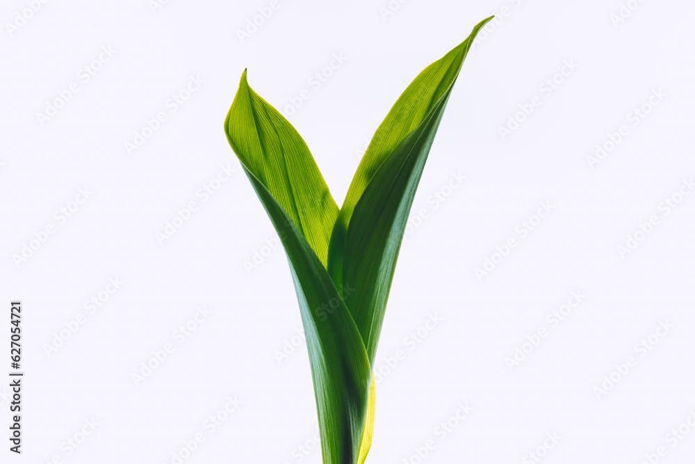 Obraz premium Leaves from lily of the valley on a light background. Selective soft focus, backlit illuminated leaves.