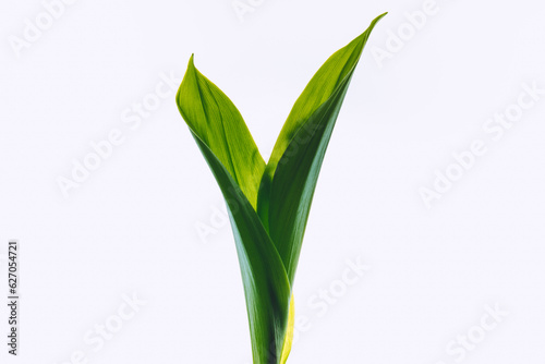 Leaves from lily of the valley on a light background. Selective soft focus, backlit illuminated leaves.