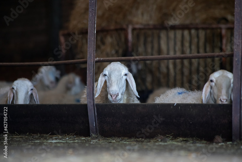 Photography flock of sheep in the barn