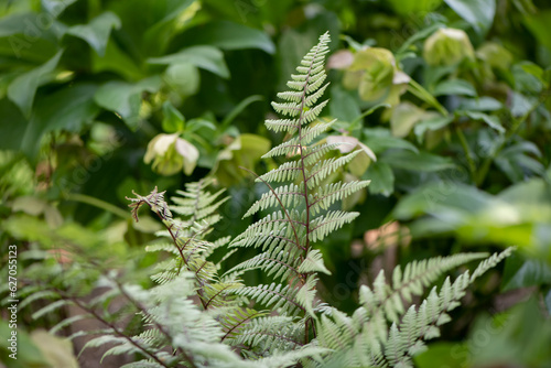 Fern leaves