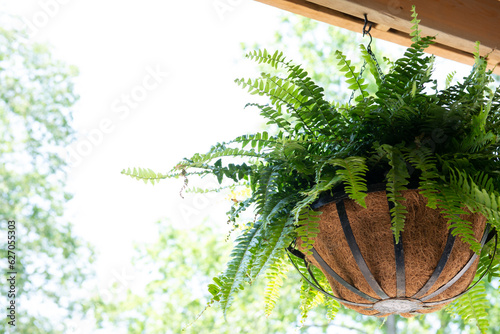 Hanging basket Fern