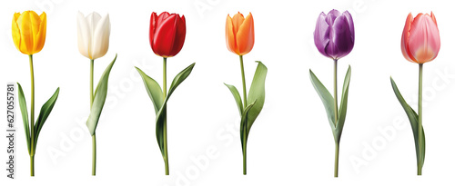 Row of colourful tulips isolated on transparent background #627055781