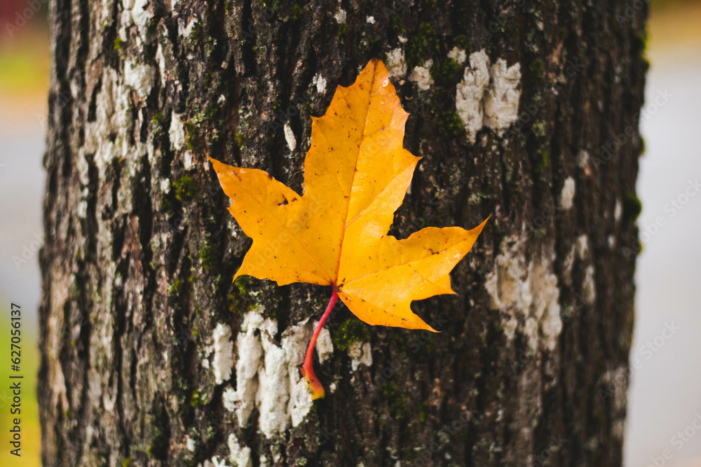 autumn leaves on a tree