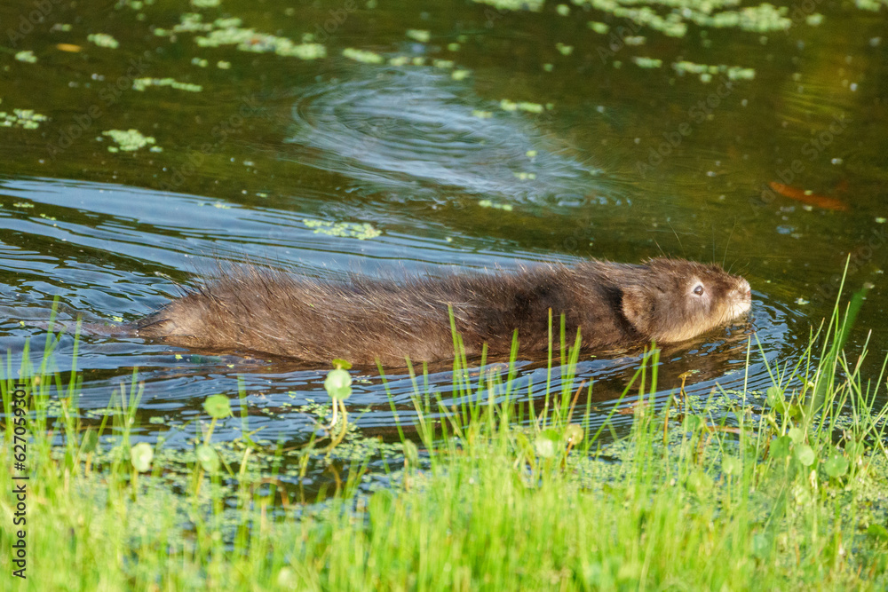 Muskrat swimming in shallow water by the edge of a pond, with furry face clearly visible above the surface Muskrat swimming in shallow water by the edge of a pond, with furry face clearly visible above the surface