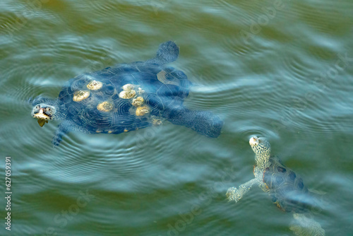 Fotografie Two diamondback terrapins eye each other while floating in the water