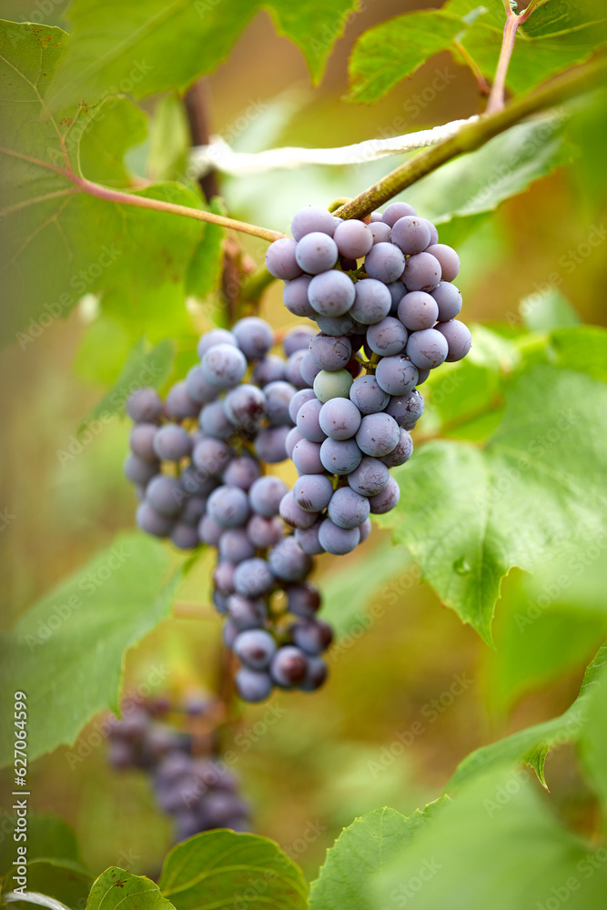 blue grapes in the garden
