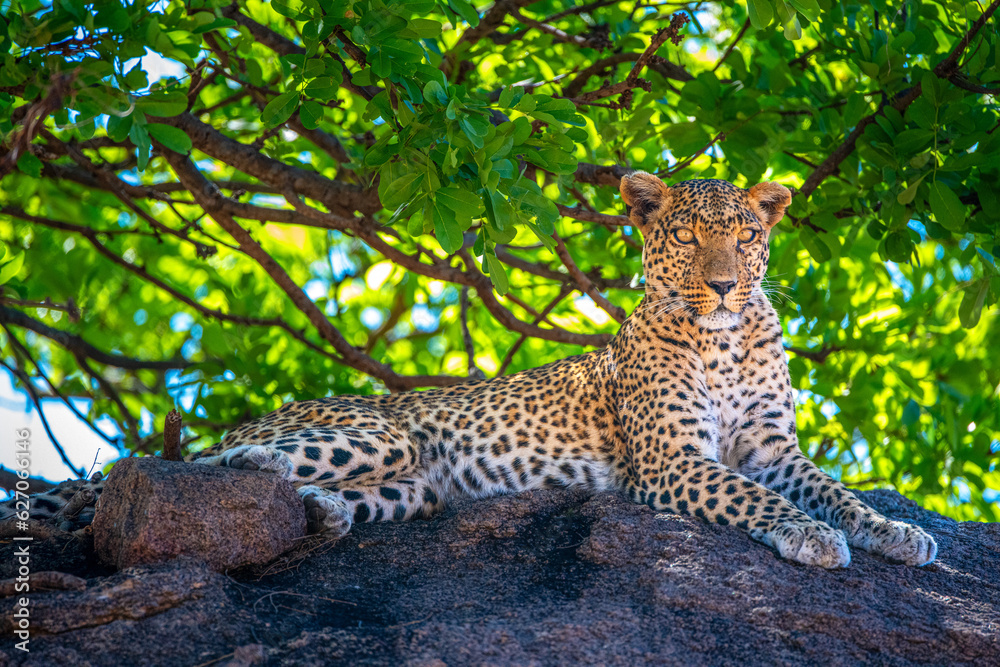 leopard in the tree, Tanzania leopard in the tree, Tanzania