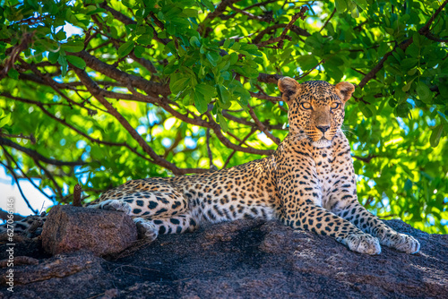 leopard in the tree, Tanzania