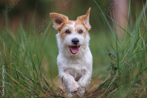 Dog breed Jack Russell Terrier runs through thickets of green grass. Pet walks in the forest