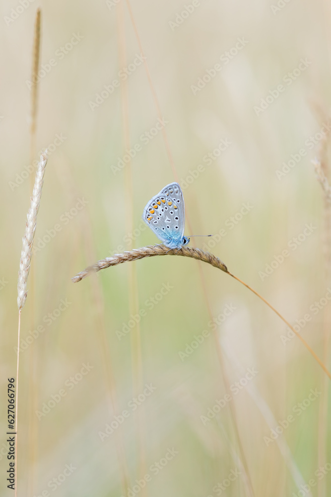 Ein Hauhechel-Bläuling sitzt auf einem Grashalm in der Wiese, Polyommatus icarus