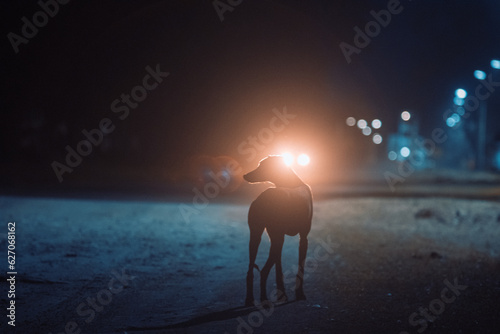 Perro galgo de noche en la calle © Leonardo