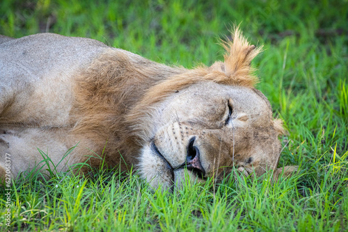 Lion   tanzania