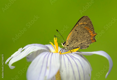 Butterfly on the colorful flower in nature.   Lycaena phlaeas - Small Copper - Common Copper - American Copper © Esin Deniz