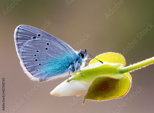 Blackeye butterfly ( Glaucopsyche alexis ) on plant photo