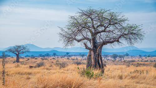 tree on the hill photo
