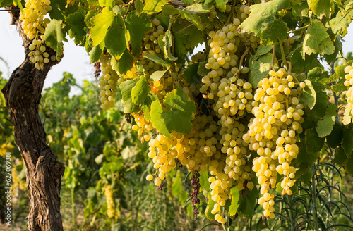The grapes vineyard, agriculture (Turkey Izmir vineyards)