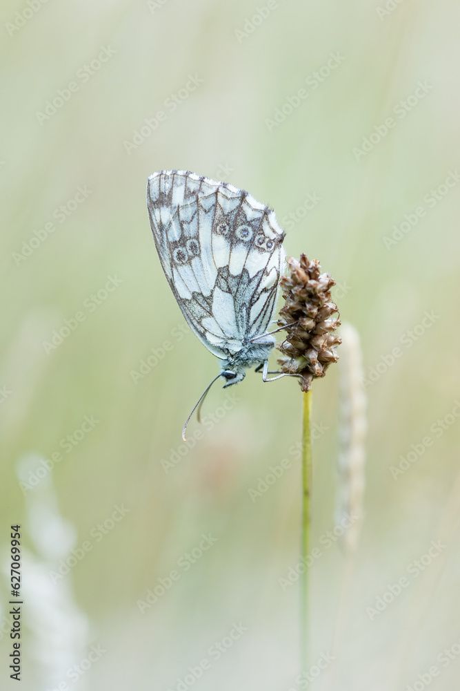 Ein Schachbrettfalter Schmetterling sitzt an einem Grashalm in der Wiese, Melanargia galathea
