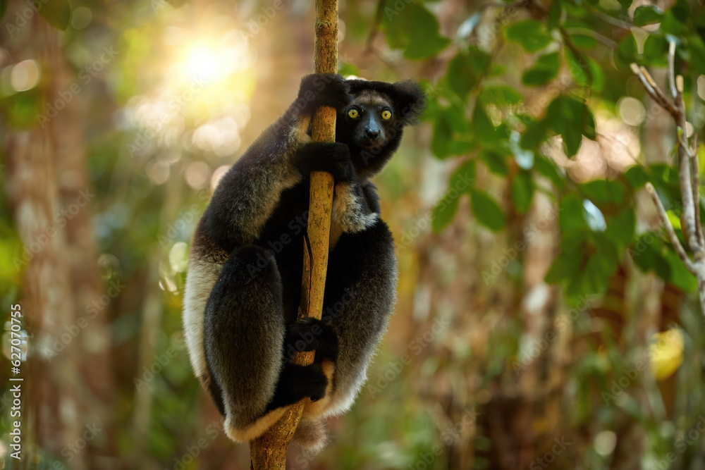 Fototapeta premium Lemur in wild theme: Lemur Indri, a largest lemur from Madagascar against a backlit rainforest background, eyes contact, dark fur, wild animal. Madagascar wilderness protection.