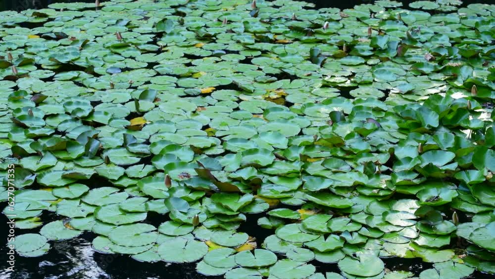 The surface of water is abundantly covered with water lilies The surface of water is abundantly covered with water lilies